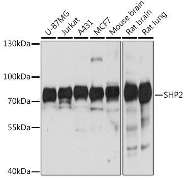 [KO Validated] SHP2 Rabbit polyclonal antibody