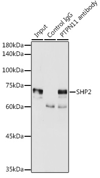 [KO Validated] SHP2 Rabbit polyclonal antibody