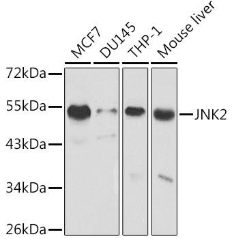 [KO Validated] JNK2 Rabbit polyclonal antibody