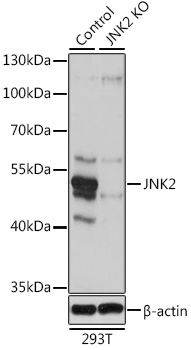[KO Validated] JNK2 Rabbit polyclonal antibody