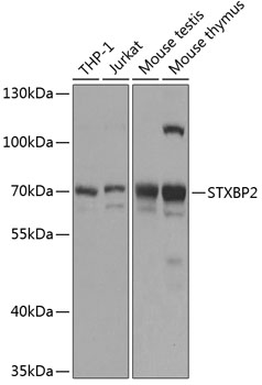 STXBP2 Rabbit pAb