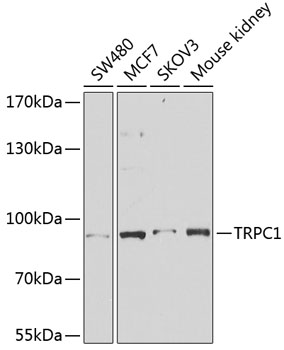 TRPC1 Rabbit pAb