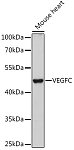 Western blot - VEGFC Rabbit pAb (A12530)