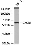 Western blot - CXCR4 Rabbit pAb (A12534)