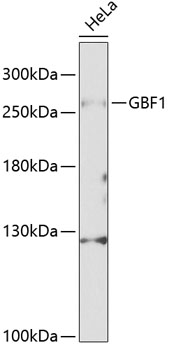 GBF1 Rabbit pAb