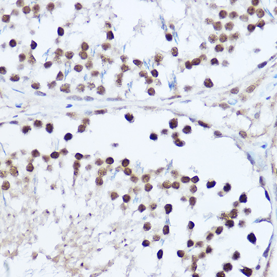 SAFB2 Rabbit polyclonal antibody