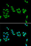 Immunofluorescence - JADE1 Rabbit pAb (A12579)
