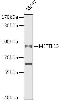 METTL13 Rabbit pAb