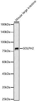CISD1 antibody