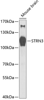 STRN3 Rabbit pAb