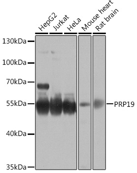 P3H1 antibody