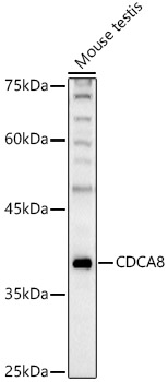 ENO1 antibody