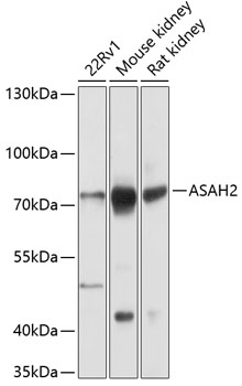 MS4A8 antibody