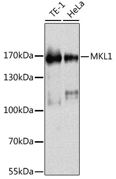 L3MBTL2 antibody