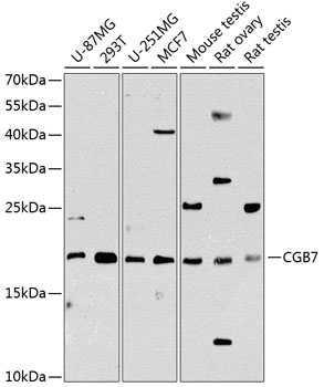 CGB7 Rabbit pAb