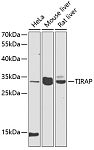 Western blot - TIRAP Rabbit pAb (A12606)