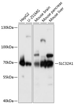 SLC32A1 Rabbit pAb