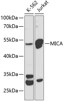 MICA Rabbit pAb