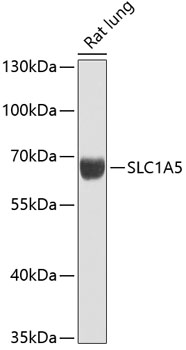 SLC1A5 Rabbit pAb