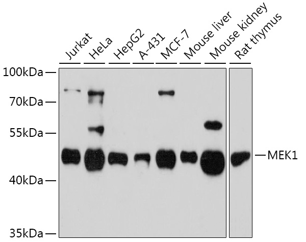 [KO Validated] MEK1 Rabbit polyclonal antibody