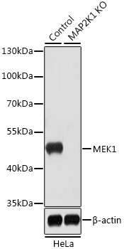 [KO Validated] MEK1 Rabbit polyclonal antibody