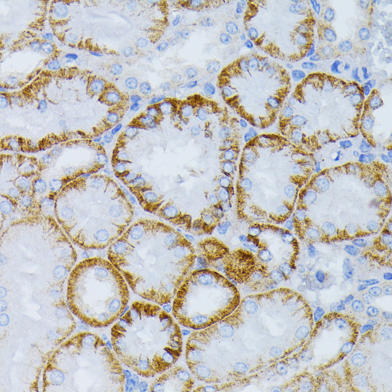 [KO Validated] MEK1 Rabbit polyclonal antibody