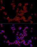 Immunofluorescence - NLRP3 Rabbit pAb (A12694)