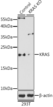 [KO Validated] KRAS Rabbit polyclonal antibody