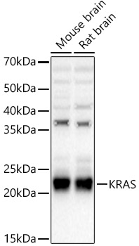 [KO Validated] KRAS Rabbit polyclonal antibody