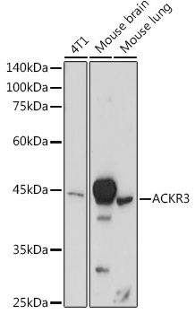 ACKR3 Rabbit pAb