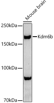 Kdm6b Rabbit pAb