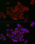Western blot - Mitofusin 2 Rabbit pAb (A12771)