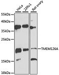 Western blot - TMEM126A Rabbit pAb (A12823)