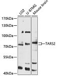 Western blot - TARS2 Rabbit pAb (A12853)