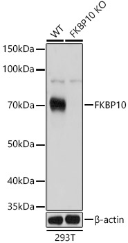 [KO Validated] FKBP10 Rabbit polyclonal antibody