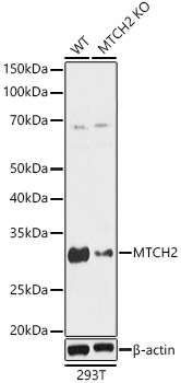 [KO Validated] MTCH2 Rabbit polyclonal antibody