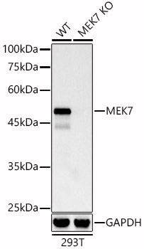 [KO Validated] MEK7 Rabbit monoclonal antibody