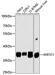 Western blot - AKR1C1 Rabbit pAb (A13004)