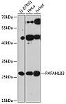 Western blot - PAFAH1B3 Rabbit pAb (A13037)