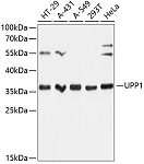 Western blot - UPP1 Rabbit pAb (A13051)