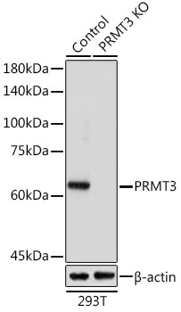 [KO Validated] PRMT3 Rabbit polyclonal antibody
