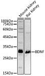 Western blot - BDNF Rabbit pAb (A1307)