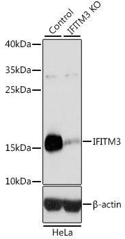 [KO Validated] IFITM3 Rabbit polyclonal antibody