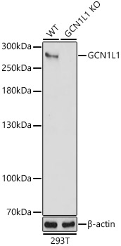 [KO Validated] GCN1L1 Rabbit polyclonal antibody