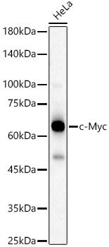 c-Myc Rabbit polyclonal antibody