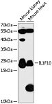 Western blot - IL1F10 Rabbit pAb (A13133)