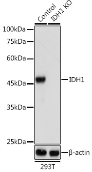 [KO Validated] IDH1 Rabbit polyclonal antibody
