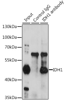 [KO Validated] IDH1 Rabbit polyclonal antibody