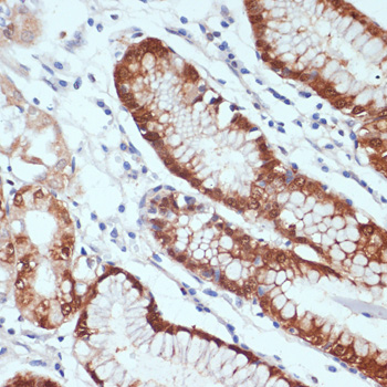 CXCL12 Rabbit polyclonal antibody