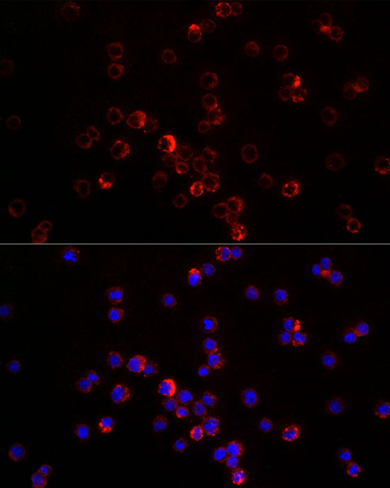 CXCL12 Rabbit polyclonal antibody